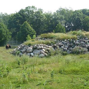 American Bison/Pronghorn Antelope Exhibit