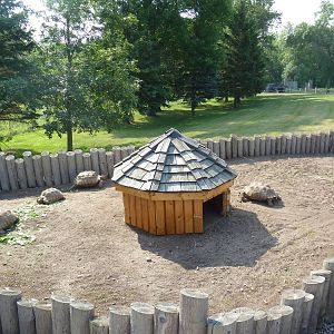 African Spurred Tortoise Exhibit