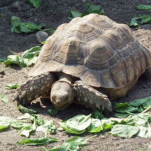 African Spurred Tortoise