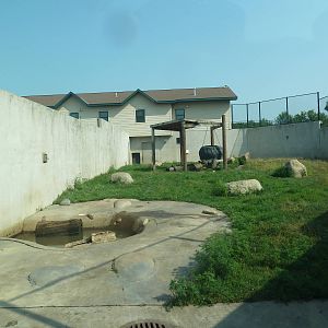 American Black Bear Exhibit