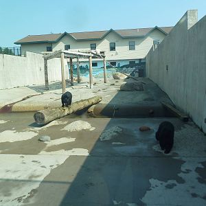 American Black Bear Exhibit