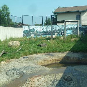 American Black Bear Exhibit