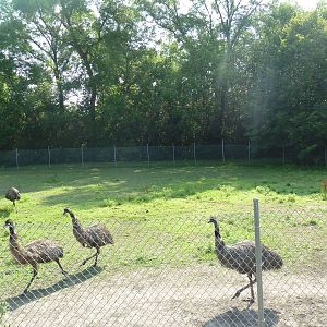 Emu Exhibit