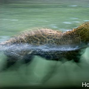 jaguar cruising stream