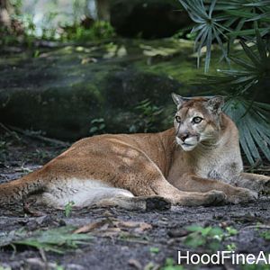 florida panther
