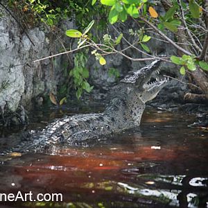 american crocodile