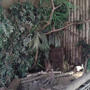 American walk-through section