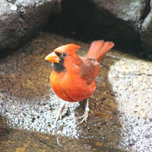 Northern cardinal male