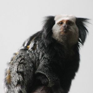 White-faced marmoset