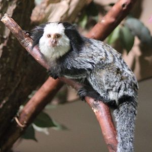 White-faced marmoset