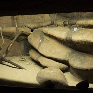 Second Ring-tailed cat exhibit, 8/15/14