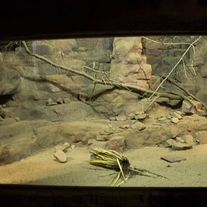 Ring-tailed cat & striped skunk exhibit, 8/15/14