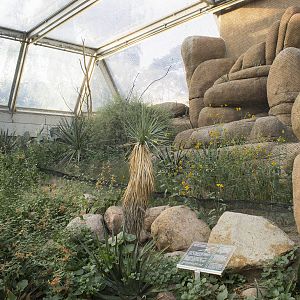 Burrowing owl and roadrunner exhibit, 8/15/14