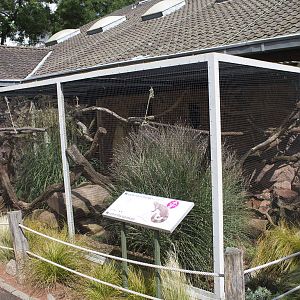 Ring-tailed mongoose exhibit, 8/15/14
