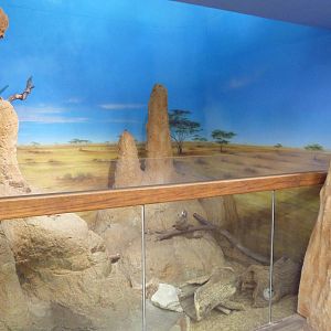 Children's Zoo - Meerkat Exhibit