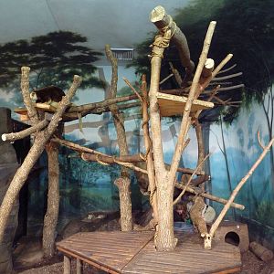 Children's Zoo - Matschie's Tree Kangaroo/Echidna Exhibit