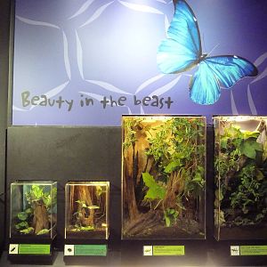 Insectarium