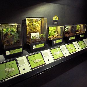 Insectarium