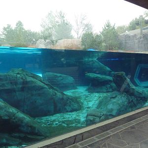 Sea Lion Sound - New in 2012