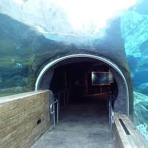 Sea Lion Sound - New in 2012