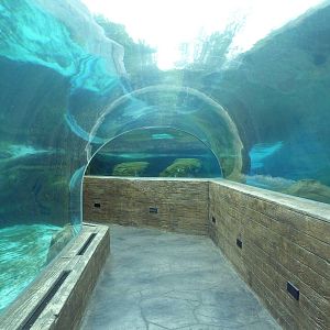 Sea Lion Sound - New in 2012