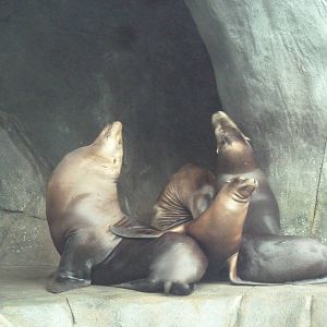 Sea Lion Sound - New in 2012