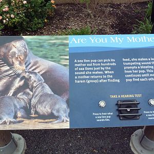 Sea Lion Sound - New in 2012