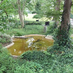 Alligator Snapping Turtle Exhibit