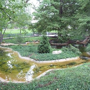Black-Necked Swan/Crested Screamer Exhibit