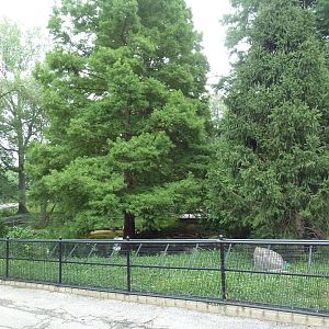 Black-Necked Swan/Crested Screamer Exhibit