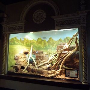 1927 Reptile House - Jamaican Iguana Exhibit