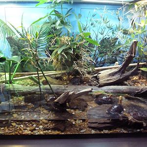 1927 Reptile House - McCord's Box Turtle Exhibit