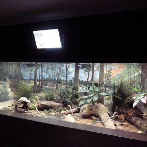 1927 Reptile House - Eastern Diamondback Rattlesnake/Gulf Coast Box Turtle