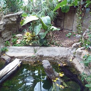 1927 Reptile House - Dwarf Caiman Exhibit