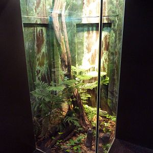 1927 Reptile House - Western Cottonmouth Exhibit