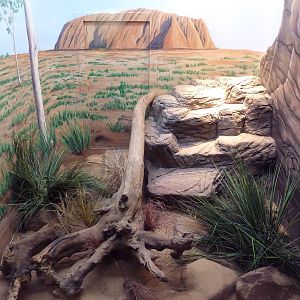 1927 Reptile House - Black-Headed Python Exhibit