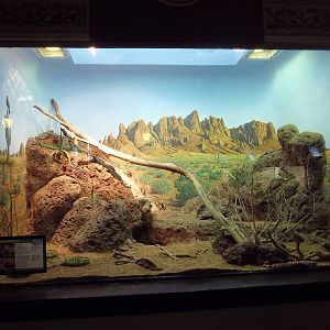 1927 Reptile House - Desert Exhibit (4 Species)