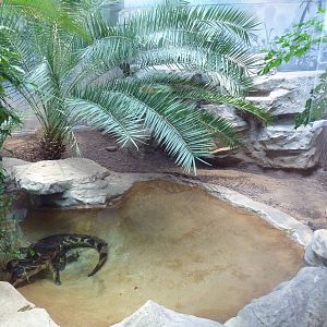 1927 Reptile House - Tomistoma Exhibit