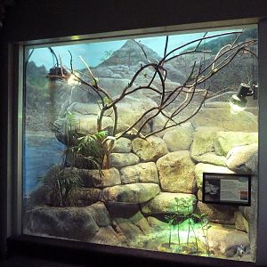 1927 Reptile House - Utila Island Iguana Exhibit