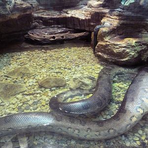1927 Reptile House - Distended Green Anaconda