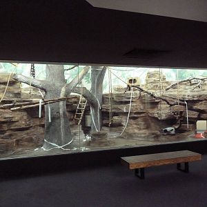 1929 Primate House - Black-and-White Ruffed Lemur Exhibit