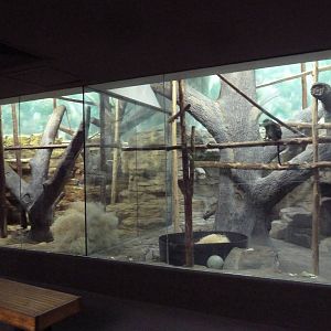 1929 Primate House - Black Lemur + Allen's Swamp Monkey Exhibits