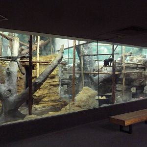 1929 Primate House - Black Lemur + Allen's Swamp Monkey Exhibits