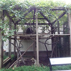 1929 Primate House - Mongoose Lemur Exhibit