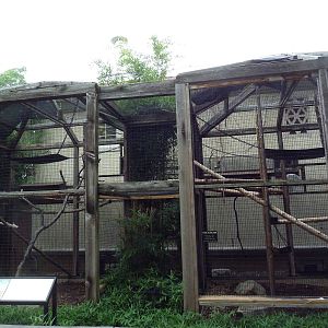 1929 Primate House - Coquerel's Sifaka Exhibits