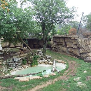 Big Cat Country - Lion Exhibit