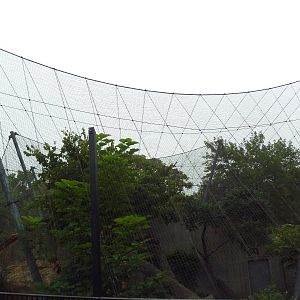 Big Cat Country - Amur Leopard Exhibit