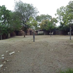 Red Rocks - Grevy's Zebra Exhibit #1