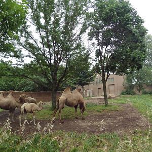Red Rocks - Bactrian Camel Exhibit