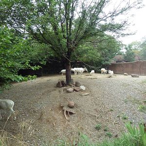 Red Rocks - Addax Exhibit